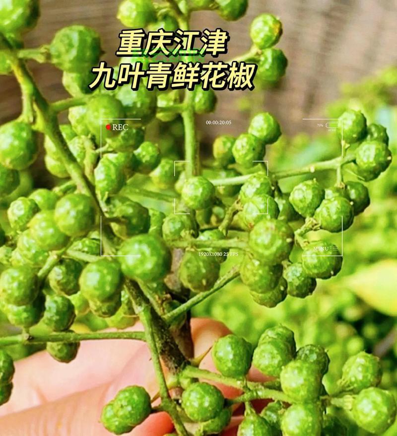 花椒视频怎么下载?