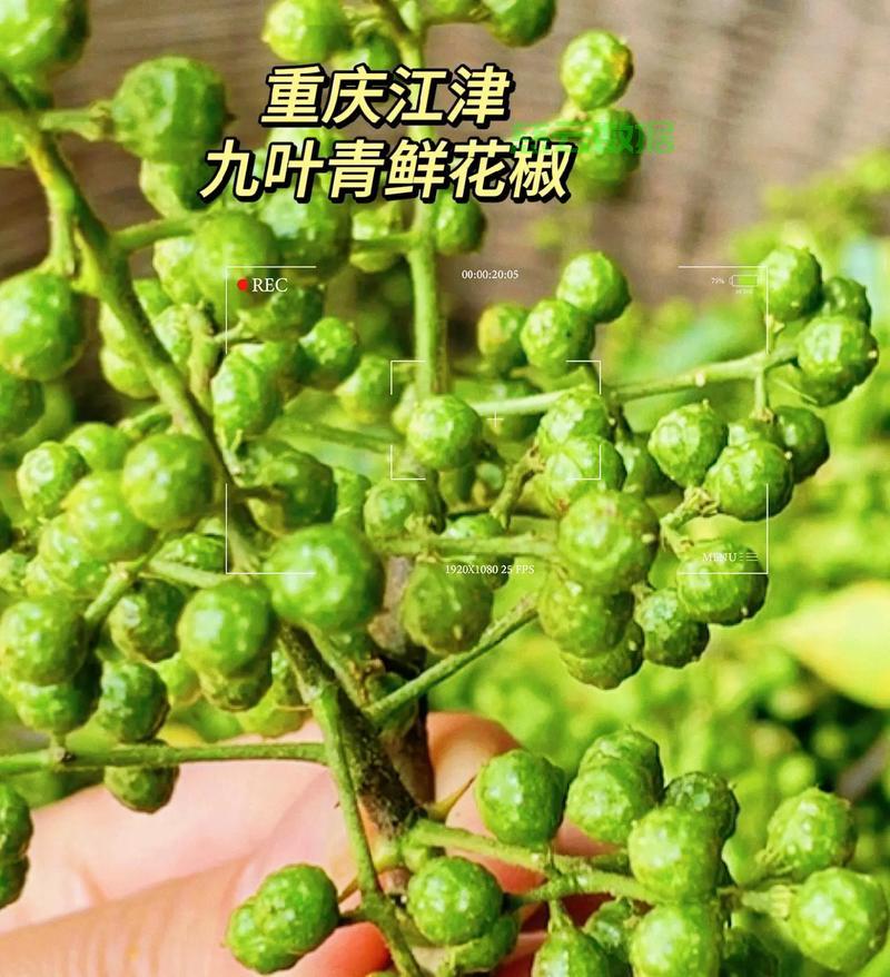 花椒视频怎么下载?