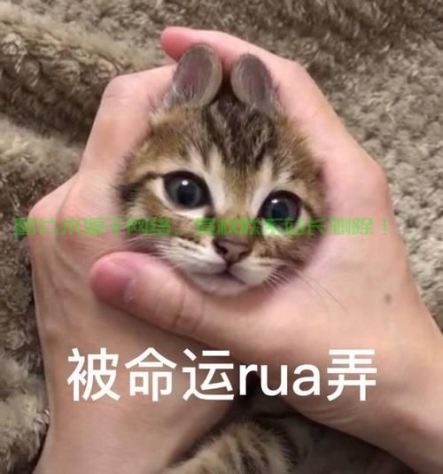 揭秘rua背后的神秘故事 第1张