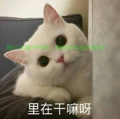 揭秘神秘表情，带你探索未知的表情世界！ 第1张