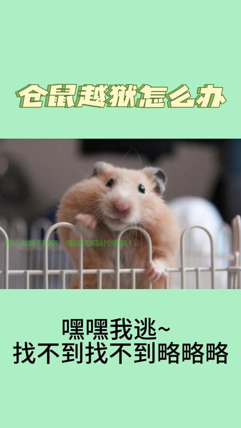 揭秘神秘越狱真相，真相究竟何在？ 第3张