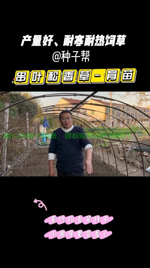 轻松上手香草下载攻略,一步到位下载指南! 第1张 轻松上手香草下载攻略,一步到位下载指南! 第1张