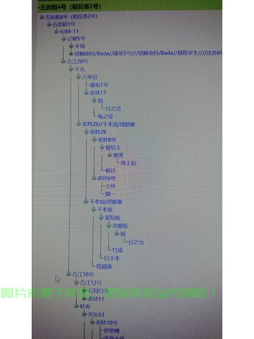 揭秘族谱网站源码，开启家族历史探索新篇章 第2张