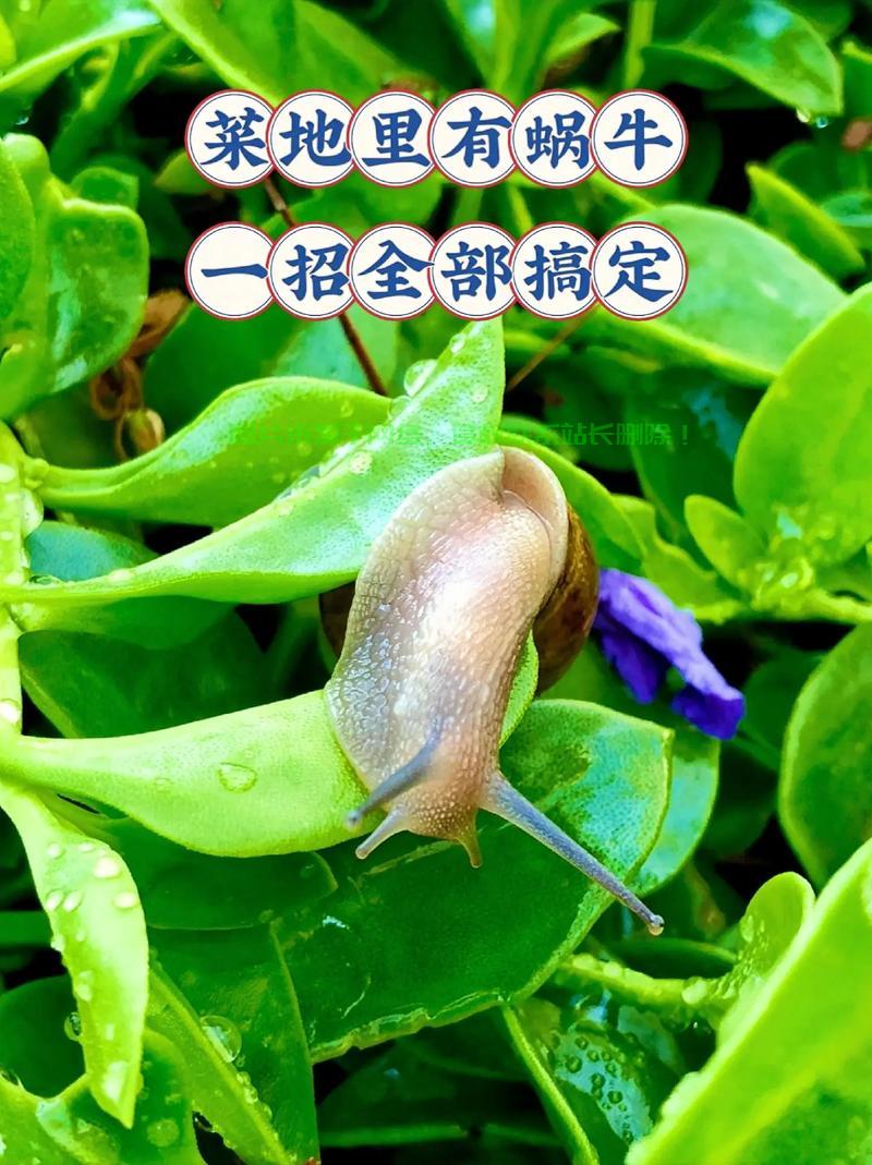 蜗牛VPS推荐网,高效稳定,首选的网络解决方案! 第1张 蜗牛VPS推荐网,高效稳定,首选的网络解决方案! 第1张