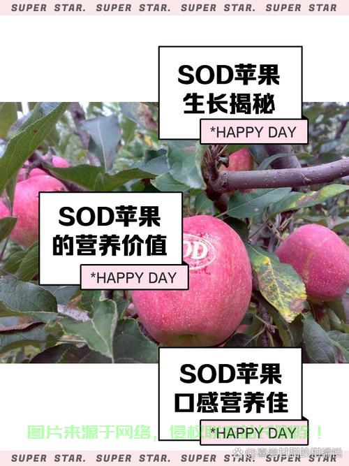 精选VPS苹果，高效流畅体验的首选！ 第1张