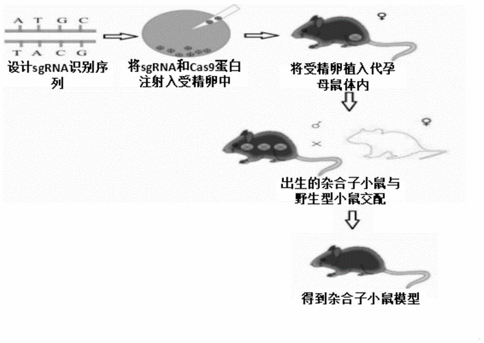 探索VPS138B基因的关键功能与角色揭秘 第3张 探索VPS138B基因的关键功能与角色揭秘 第3张
