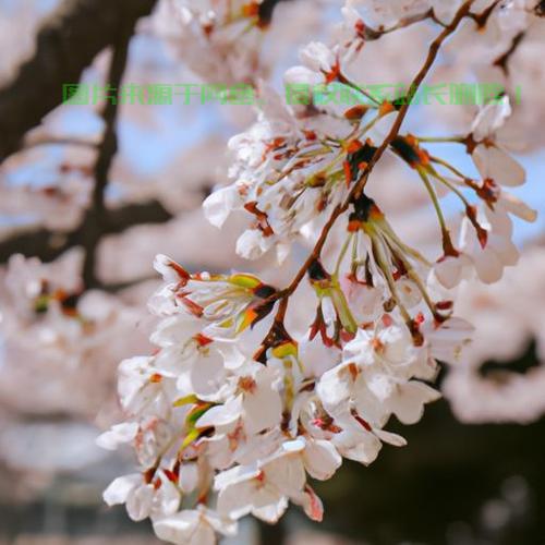 樱花VPS深度测评，性能解析、优缺点全揭秘！ 第1张