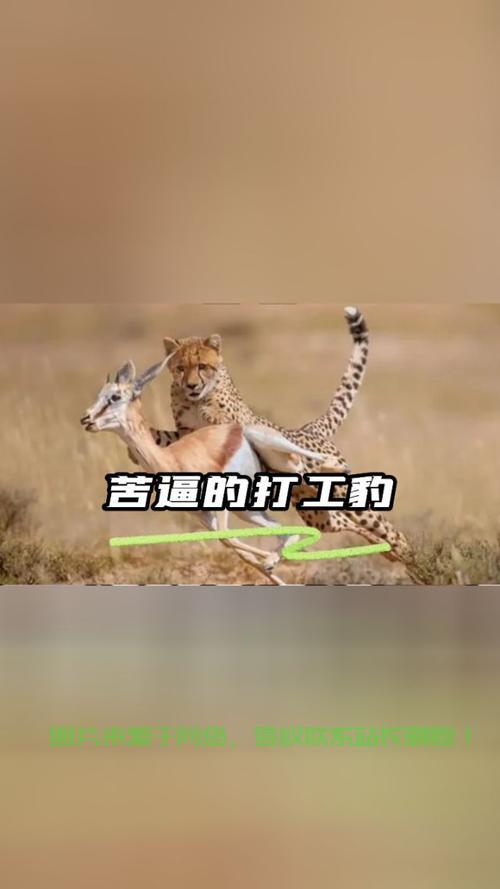 搬瓦工必备利器,讯豹VPS极速网络体验助力器 第2张 搬瓦工必备利器,讯豹VPS极速网络体验助力器 第2张