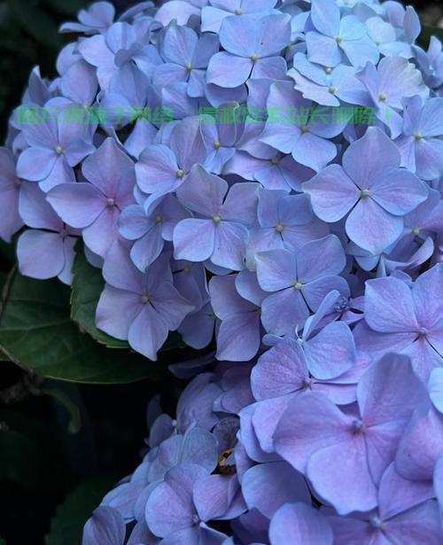 梦幻小红花VPS揭秘，揭开神秘面纱！ 第3张