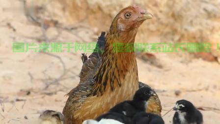 揭秘母鸡开VPS，轻松搭建个人云服务器之道！ 第3张