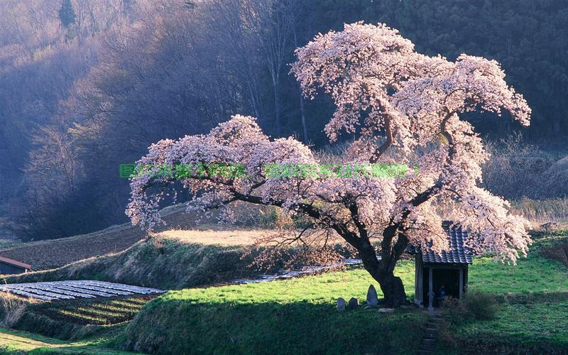 探索日本樱花VPS下载，轻松畅游樱花世界 第3张