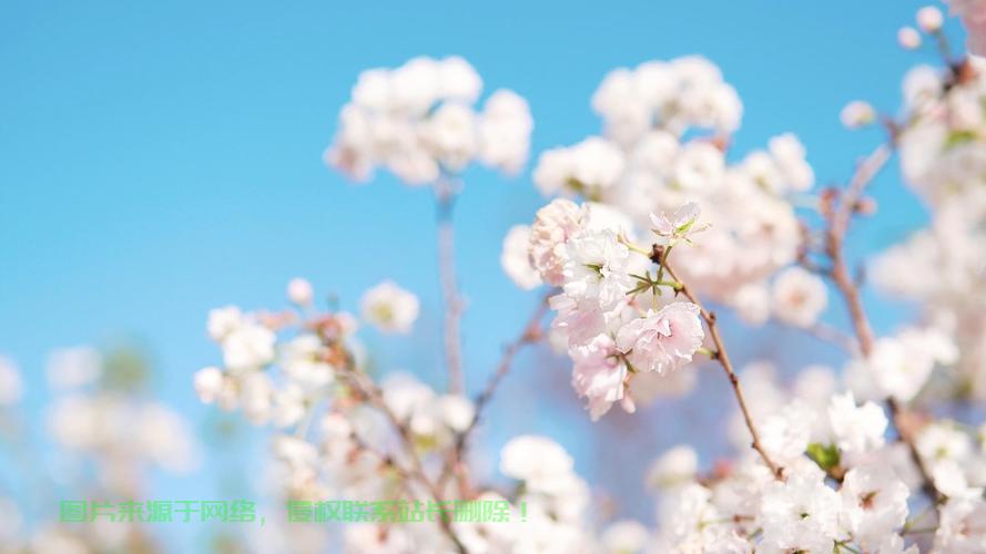 探索日本樱花VPS下载，轻松畅游樱花世界 第2张