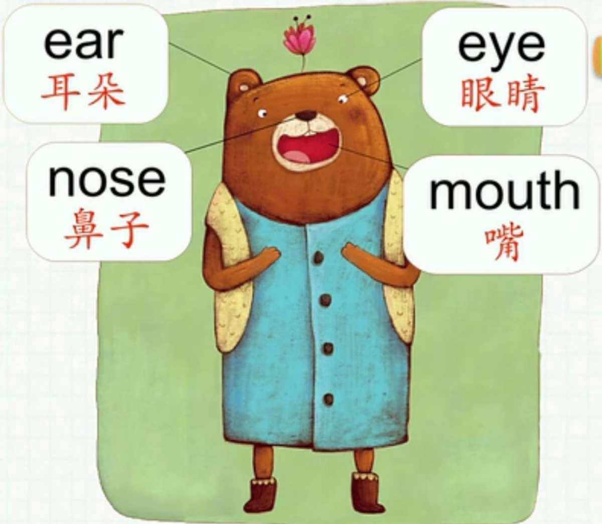 r耳朵的英文怎么读?