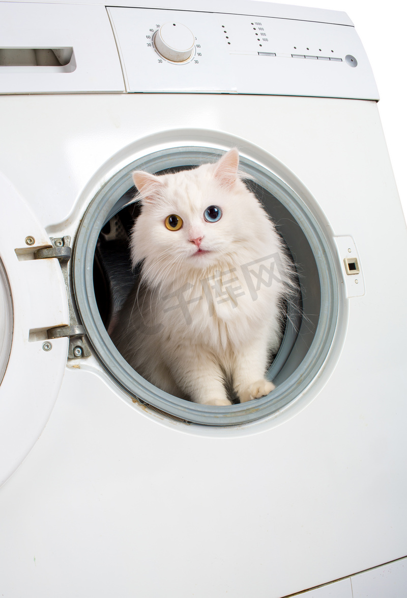 猫住洗衣机房里会怎么样
