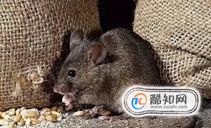 机房进老鼠会怎么样