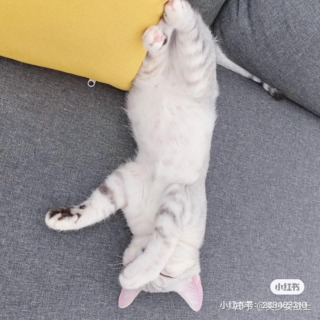猫咪困在机房会怎么样