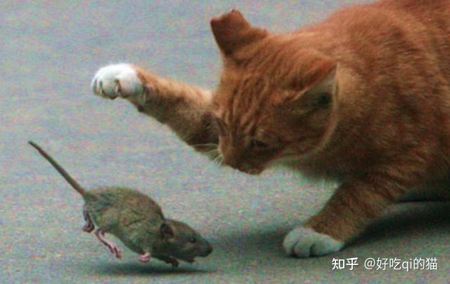 怎么样引老鼠去机房