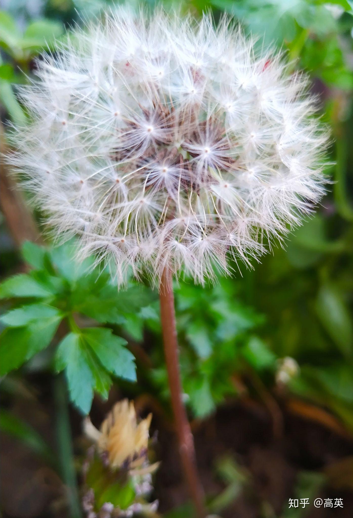 蒲公英机房怎么样