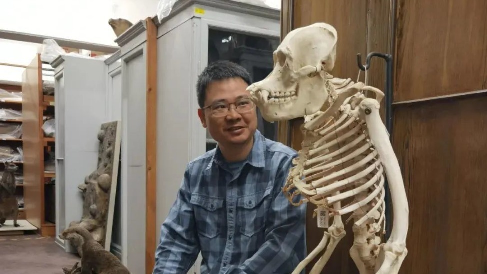 人为什么没有尾巴